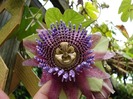 Purple_granadilla