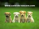 25358-4-cute-puppies-wallpaper-640x480