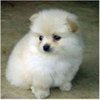 catelusi-pomeranian-de-vanzare_1