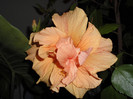 Hibiscus 25