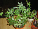 poze 128