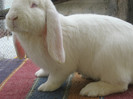 Blonduta
