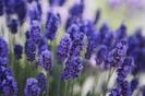 FLOARE DE LAVANDA