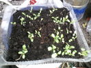 P26-02-12_10.01[3]