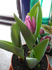 Tulipa Baby Blue (2012, February 17)