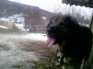 caini (4)