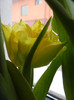 Tulipa Monte Carlo (2012, February 26)