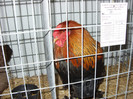 SN854058