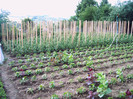 30 de zile dupa plantare