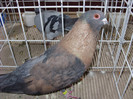 SN854069