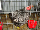 DSC09235