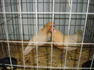 DSC09239