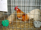 DSC09240