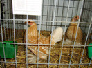 DSC09246