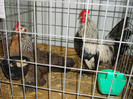 DSC09250