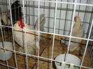 DSC09251
