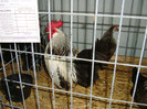 DSC09256