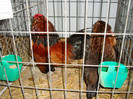 DSC09258