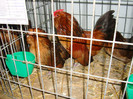 DSC09259