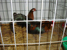 DSC09261