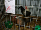 DSC09263