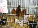 DSC09265