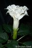 seminte datura tripla -hapy