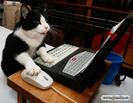 animale-pisicuta_informaticiana