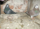 DSCF0613