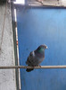 DSCF0619