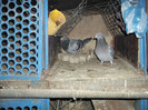 DSCF0620