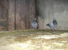DSCF0621
