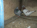 DSCF0626