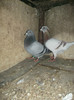 DSCF0627