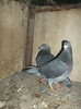 DSCF0629