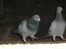 DSCF0639