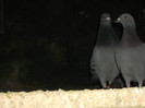 DSCF0640