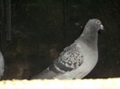 DSCF0641