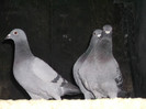 DSCF0642