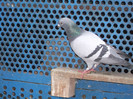 DSCF0645