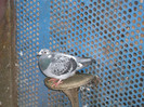 DSCF0649