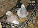 DSCF0654
