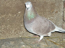 DSCF0655