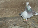 DSCF0657