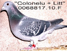 0068817-10 colonelu
