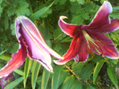 DSC02375