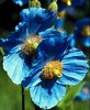 blue poppy-mac albastru
