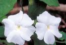 thunbergia  alba