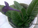 streptocarpus Bristols Black Bird