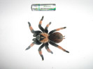 brachypelma emilia